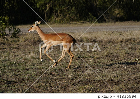 インパラ インパラ 41335994