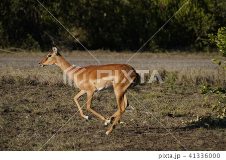 インパラ インパラ 41336000