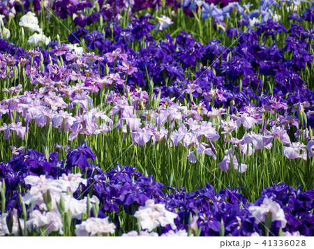 花菖蒲園 花菖蒲園 41336028