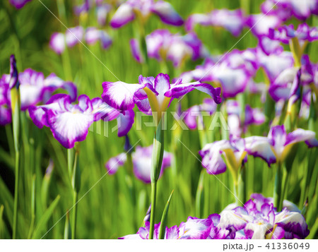 白と紫の花菖蒲 白と紫の花菖蒲 41336049