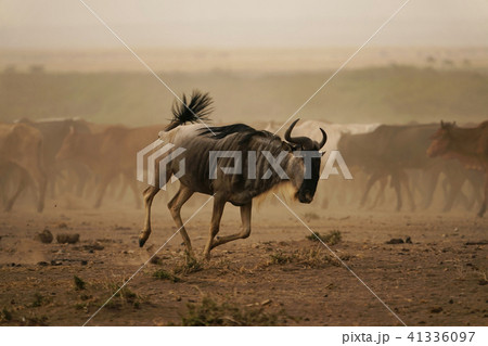 オグロヌー オグロヌー 41336097