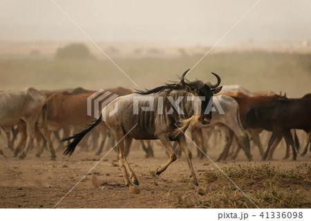 オグロヌー 41336098