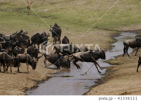 オグロヌー オグロヌー 41336111