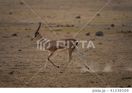 グラントガゼル 41336509