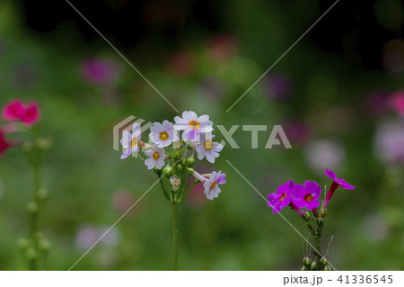 森のクリンソウ 41336545