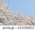 サクラ 41336852