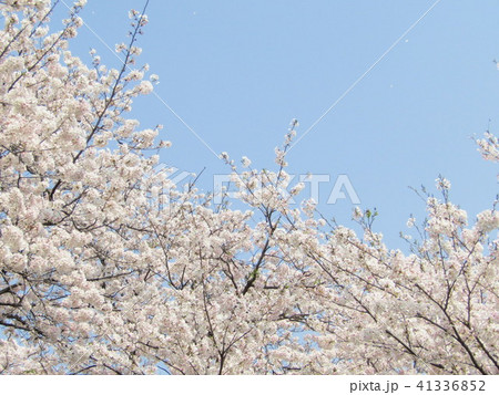 サクラ サクラ 41336852