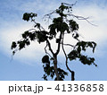 木と空 41336858