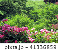 薔薇の風景 41336859