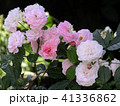 綺麗な花 41336862