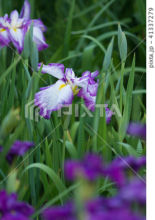 かきつばた 41337279
