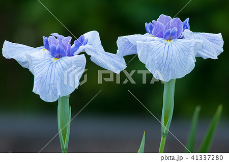 かきつばた 41337280