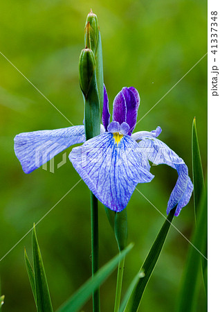 かきつばた 41337348