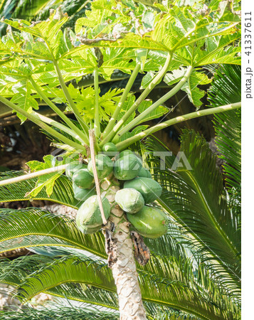青い実を付けたパパイヤの木 41337611