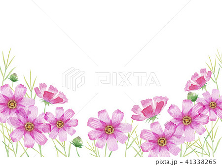 コスモス 秋の花 背景 水彩 イラストのイラスト素材 41338265 Pixta