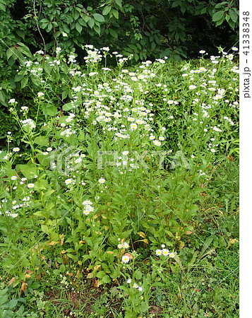 ハルジオン ハルジオン 41338348