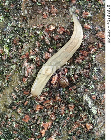 ナメクジとカタツムリ 41338350