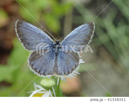羽を広げるシジミチョウ 41338351
