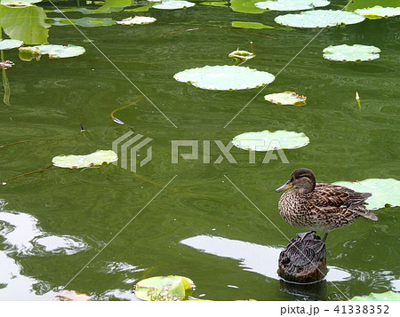 池のカモ 41338352