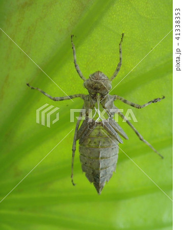 ヤゴの抜け殻 ヤゴの抜け殻 41338353