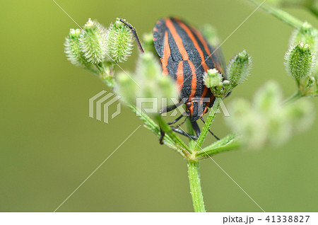 アカスジカメムシ（赤条亀虫）とヤブジラミ 41338827