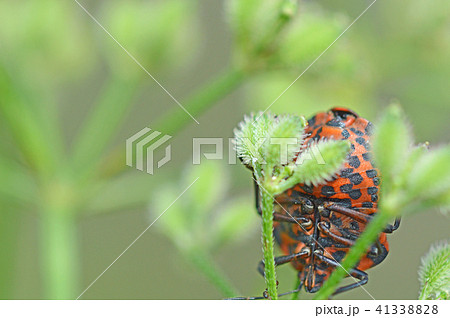 アカスジカメムシ（赤条亀虫）とヤブジラミ 41338828