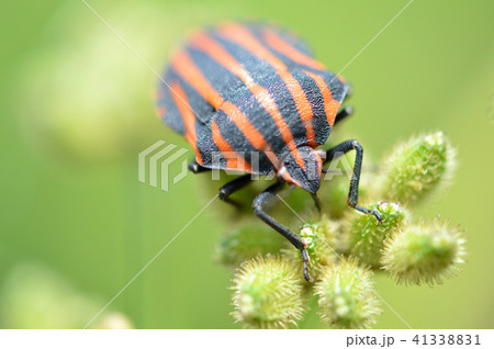 アカスジカメムシ（赤条亀虫）とヤブジラミ 41338831