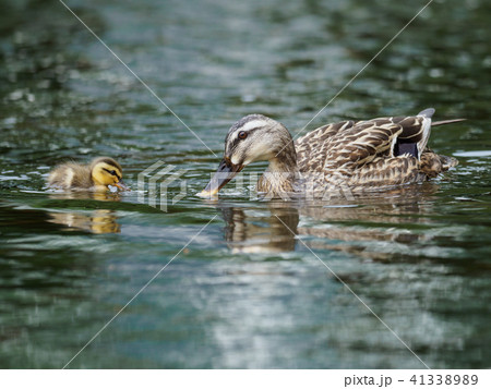 カルガモのお母さんと赤ちゃん 41338989