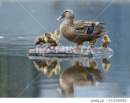 カルガモのお母さんと赤ちゃん カルガモのお母さんと赤ちゃん 41338990