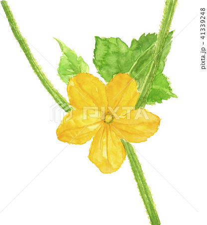 キュウリの花 野菜の花のイラスト素材
