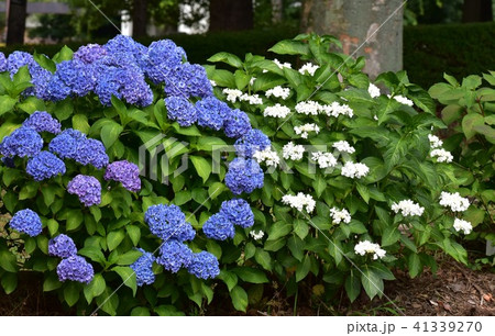 相模大野中央公園に咲く紫陽花の写真素材