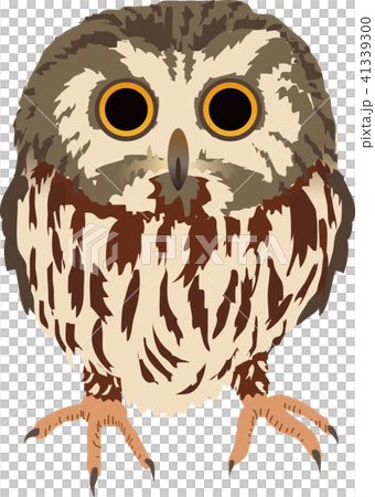 American king owl 41339300