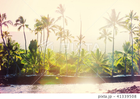 Palm Palm 41339508