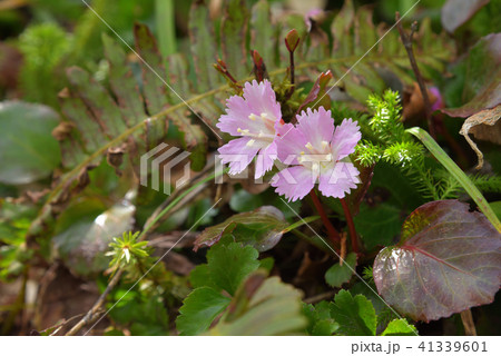 イワウチワ 41339601