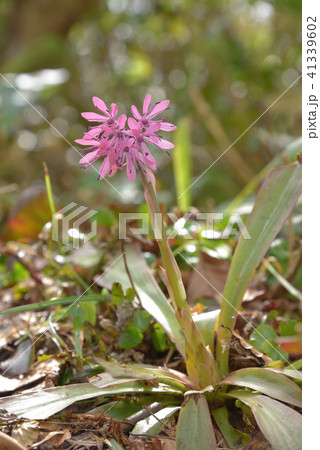 ショウジョウバカマ 41339602