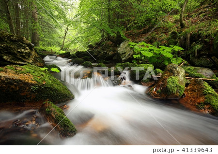 Forest stream flowing down from the mountains  41339643