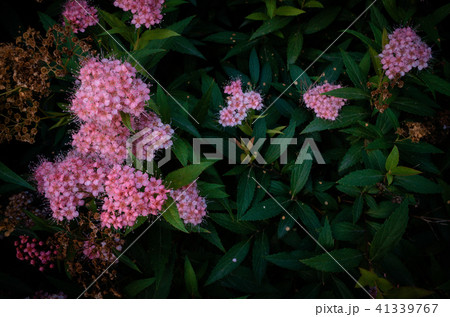 花 フラワー お花 41339767