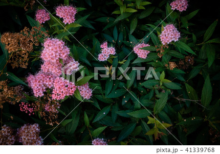 花 フラワー お花 41339768