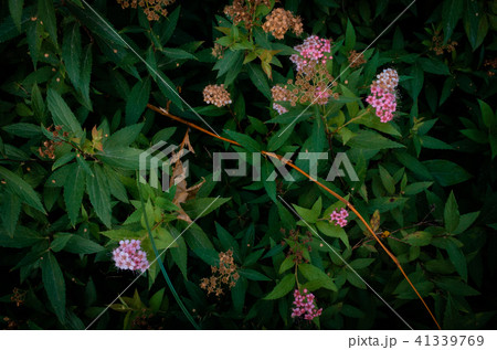 花 フラワー お花 41339769