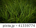 草 芝生 芝 41339774