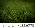 草 芝生 芝 41339775