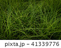 草 芝生 芝 41339776