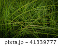 草 芝生 芝 41339777
