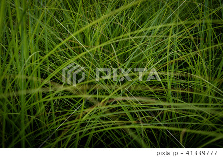 草 芝生 芝 41339777