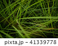草 芝生 芝 41339778