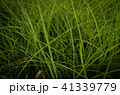 草 芝生 芝 41339779