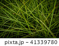 草 芝生 芝 41339780
