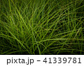 草 芝生 芝 41339781