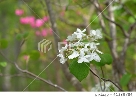オオカメノキの花 41339784