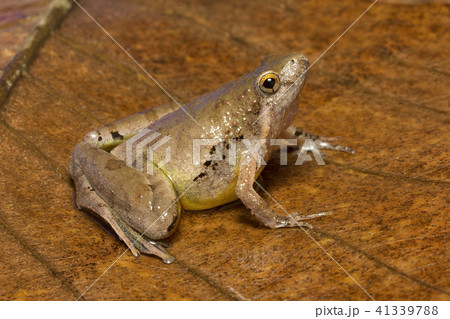 Frog, Microhyla sp, Microhylidae, Trishna, Tripura 41339788